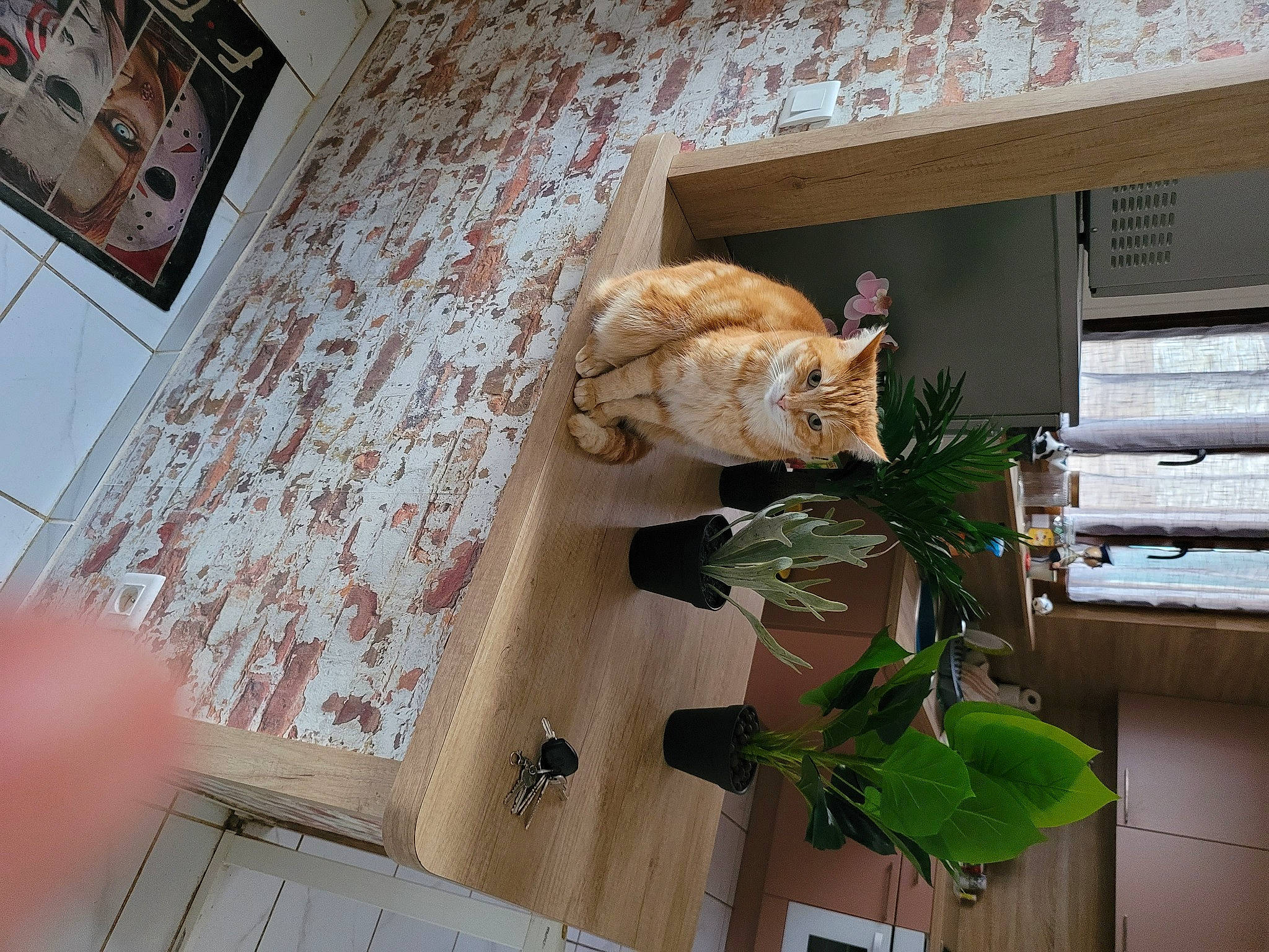 Maggy participe au concours pour gagner de l'argent avec cette photo : building, cat, domestic_short_haired_cat, fawn, felidae, flooring, flowerpot, hardwood, house, houseplant, interior_design, plant, sash_window, small_to_medium_sized_cats, table, tail, twig, whiskers, window, wood