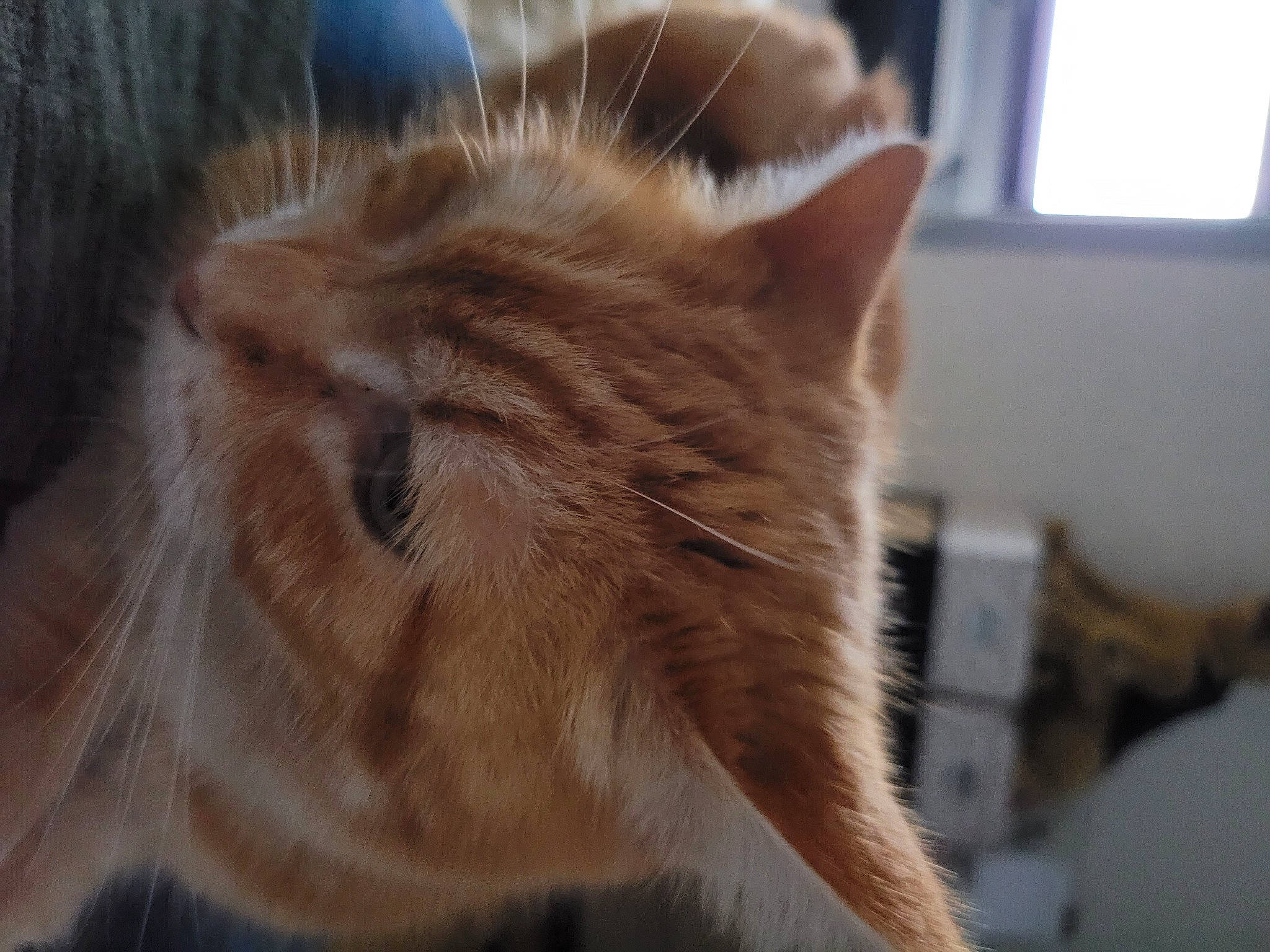 Maggy participe au concours pour gagner de l'argent avec cette photo : carnivore, cat, claw, close_up, dog_breed, ear, eye, fawn, felidae, fur, head, liver, paw, small_to_medium_sized_cats, snout, tail, terrestrial_animal, whiskers, window, wood