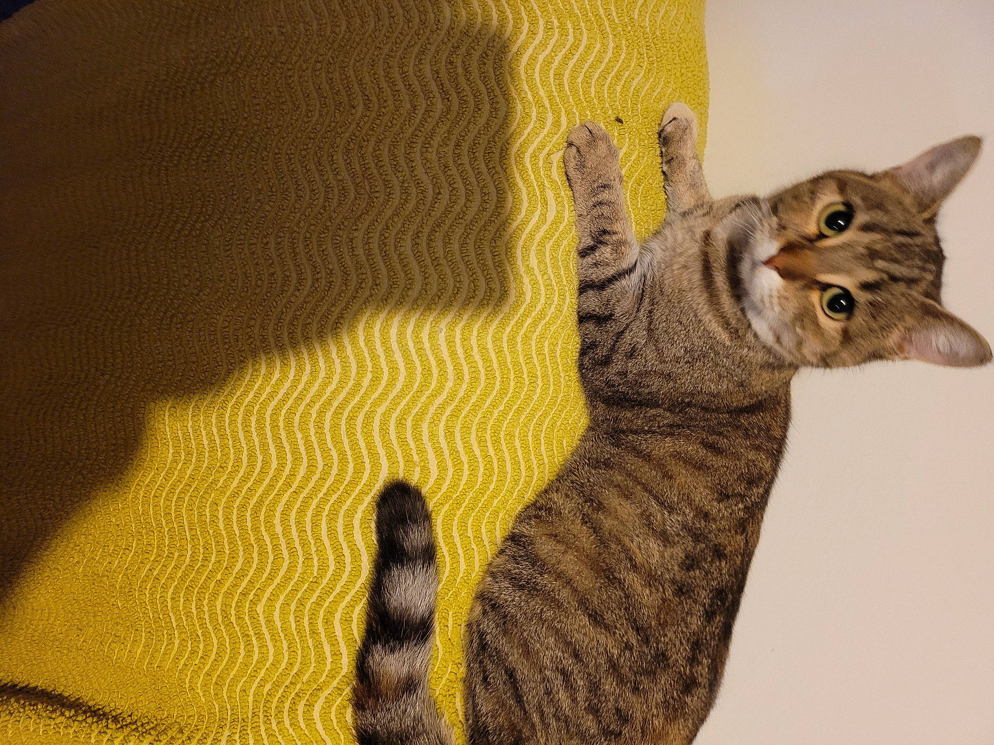 Simone a rejoint le concours — aidez-le/la à gagner de superbes lots ! art, carnivore, cat, comfort, domestic_short_haired_cat, fawn, felidae, fur, gesture, illustration, paw, shadow, small_to_medium_sized_cats, snout, tail, terrestrial_animal, whiskers, wildlife