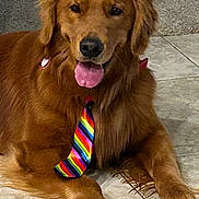 Quinn is registered to the contest to win money with this photo: accessories, animal, canine, cockerspaniel, dog, formalwear, goldenretriever, hound, leash, necktie, pet, puppy, strap, tie