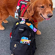 Wrigley is registered to the contest to win money with this photo: dog, therapy_dog, golden_retriever, backpack, plush_toys, hot_wheels, carpet, indoor, pet, service_dog, red_harness, name_tag, stuffed_animals, toy, animal, canine, companion, friendly, waiting, comfort