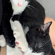 Dora Et Yoda participe au concours pour gagner de l'argent avec cette photo : animal, black_and_white, cat, close_up, companion, cozy, cuddling, cute, domestic_cat, feline, fur, indoor, paw, pets, pink_nose, relaxed, resting, sleeping, soft, whiskers