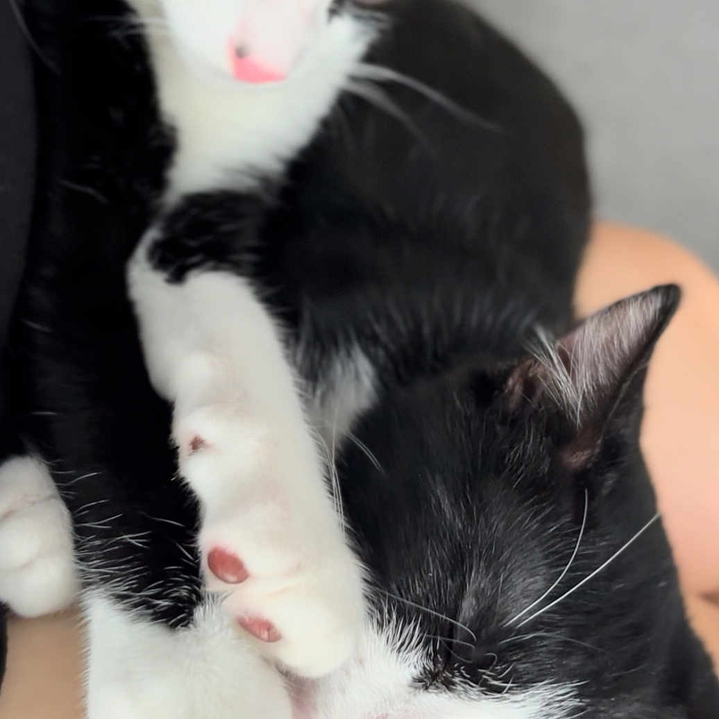 Dora Et Yoda participe au concours pour gagner de l'argent avec cette photo : animal, black_and_white, cat, close_up, companion, cozy, cuddling, cute, domestic_cat, feline, fur, indoor, paw, pets, pink_nose, relaxed, resting, sleeping, soft, whiskers
