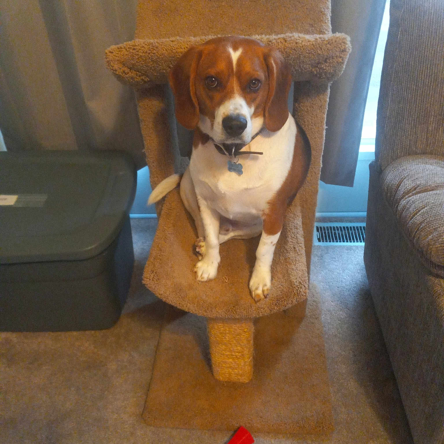 Dutchboy is registered to the contest to win money with this photo: beaglier, canidae, carnivore, chair, collar, comfort, companion_dog, couch, dog, dog_breed, fawn, flooring, furniture, hardwood, hound, pet_supply, sporting_group, tail, wood, working_animal
