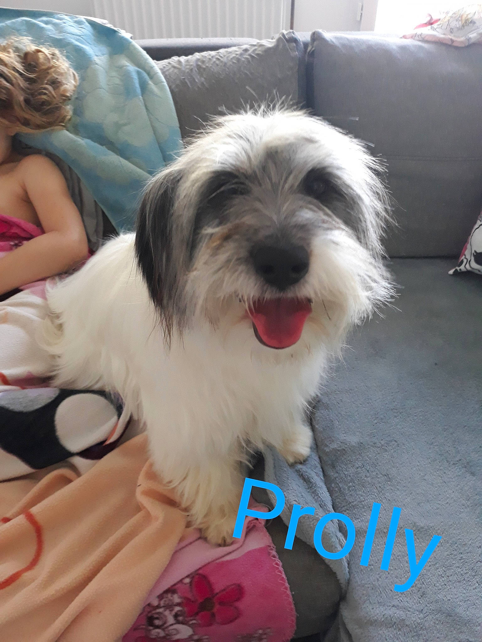 Prolly participe au concours pour gagner de l'argent avec cette photo : ancient_dog_breeds, biewer_terrier, canidae, carnivore, chair, companion_dog, dog, dog_breed, fur, happy, maltepoo, non_sporting_group, plant, sitting, small_terrier, snout, sporting_group, terrier, toy_dog, working_animal