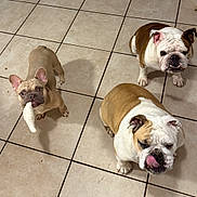 Benson is registered to the contest to win money with this photo: dog, bulldog, french_bulldog, pet, animal, indoor, tile_floor, chew_toy, playful, cute, three_dogs, tongue_out, looking_up, brown_and_white, small_dog, companion, domestic, mammal, curious, standing