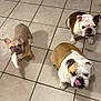 dog, bulldog, french_bulldog, pet, animal, indoor, tile_floor, chew_toy, playful, cute, three_dogs, tongue_out, looking_up, brown_and_white, small_dog, companion, domestic, mammal, curious, standing