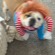 Nyla joined the competition — help win amazing prizes! dog, costume, wig, striped_clothing, carpet, indoor, pet, blurry, brown_dog, white_paws, red_stripes, blue_pants, toy, knitted_blanket, furry, animal, playful, pet_clothing, cute, indoor_lighting