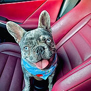Royce joined the competition — help win amazing prizes! dog, french_bulldog, blue_eyes, bandana, red_leather_seat, car_interior, pet, tongue_out, happy, sitting, close_up, animal, cute, companion, vehicle, leather, seat_belt, portrait, domestic_animal, smiling