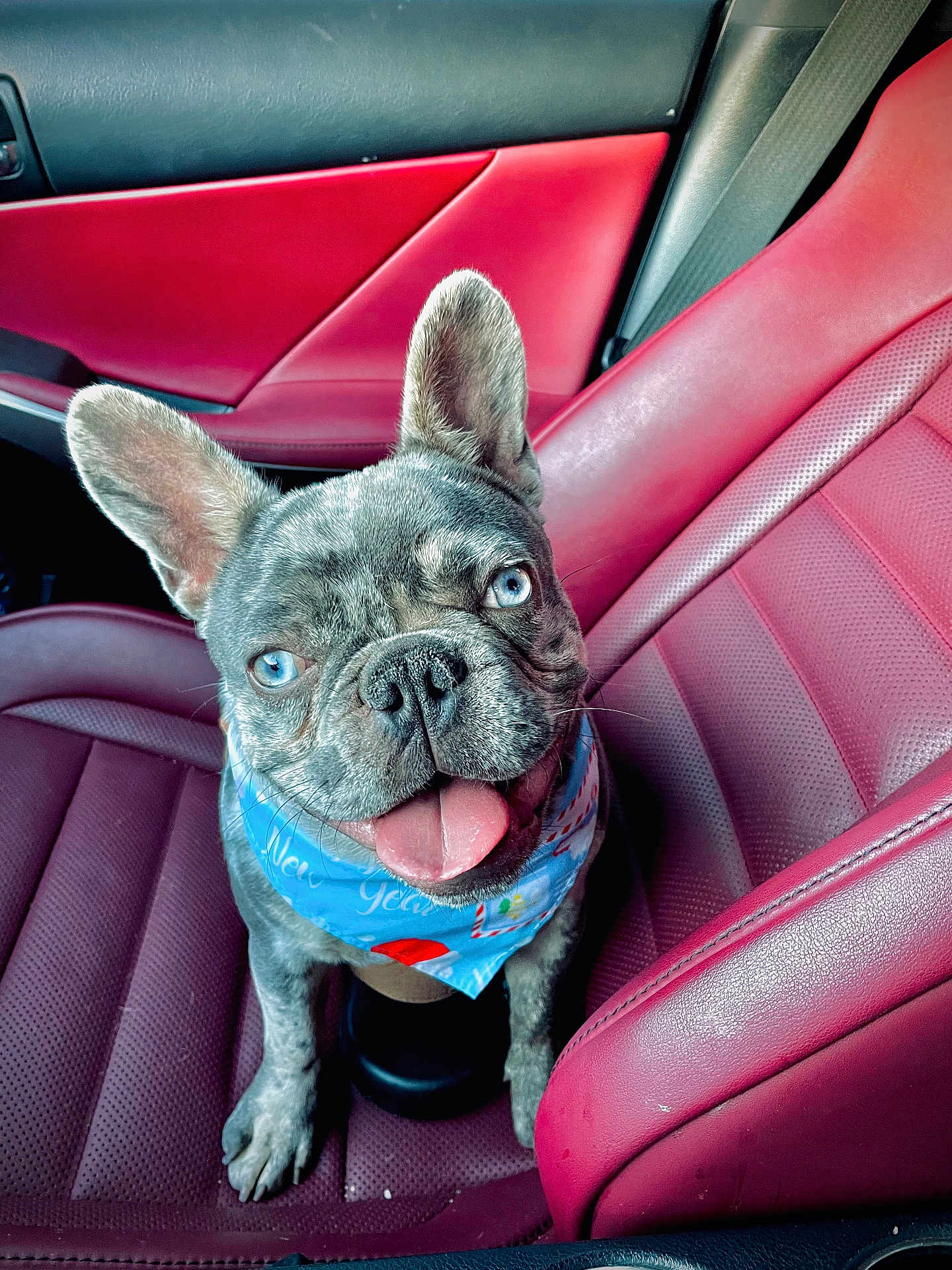 Royce joined the competition — help win amazing prizes! dog, french_bulldog, blue_eyes, bandana, red_leather_seat, car_interior, pet, tongue_out, happy, sitting, close_up, animal, cute, companion, vehicle, leather, seat_belt, portrait, domestic_animal, smiling