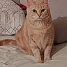 Guimauve participe au concours pour gagner de l'argent avec cette photo : cat, ginger_cat, orange_tabby, pet, animal, feline, sitting, portrait, bed, bedroom, blanket, pillow, cushion, indoor, home, whiskers, ears, green_eyes, fur, camera_watermark