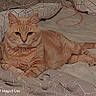 Guimauve a rejoint le concours — aidez-le/la à gagner de superbes lots ! cat, orange_tabby, feline, pet, animal, lying_down, lounging, bed, bedding, bedroom, indoor, relaxed, portrait, whiskers, ears, tail, paws, striped_fur, cozy, photography