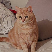 Guimauve a rejoint le concours — aidez-le/la à gagner de superbes lots ! cat, orange_tabby, feline, pet, sitting, bed, bedroom, blanket, pillow, cushion, indoors, portrait, looking_at_camera, green_eyes, whiskers, ears, fur, tail, cozy, watermark