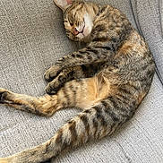 Cali joined the competition — help win amazing prizes! cat, tabby, sleeping, couch, furniture, pet, fur, whiskers, relaxation, indoor, cozy, nap, striped, animal, domestic, cute, resting, soft, comfort, peaceful