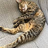cat, tabby, sleeping, couch, furniture, pet, fur, whiskers, relaxation, indoor, cozy, nap, striped, animal, domestic, cute, resting, soft, comfort, peaceful