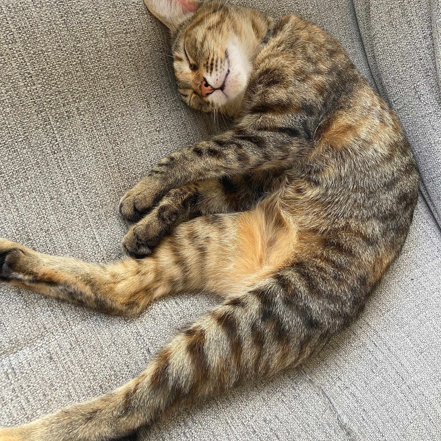 Cali