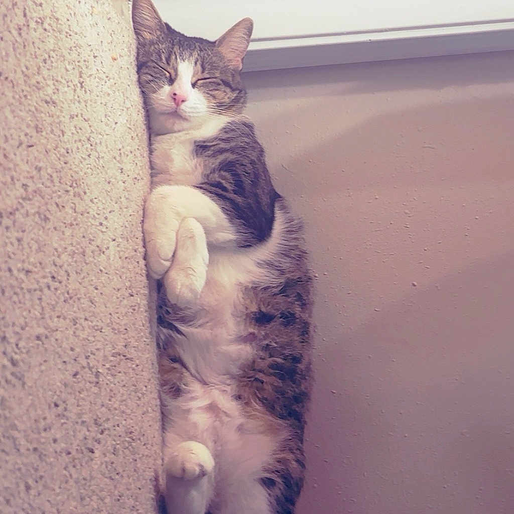 Daisy is registered to the contest to win money with this photo: cat, tabby, sleeping, indoor, window, wall, cozy, resting, pet, feline, fur, cute, animal, relaxed, napping, domestic, closeup, quiet, comfortable, vertical