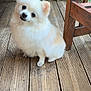 dog, pomeranian, fluffy, pet, wooden_deck, plants, outdoor, cute, small_dog, animal, fur, face, ears, sitting, looking_up, wooden_chair, nature, companion, domestic_animal, friendly