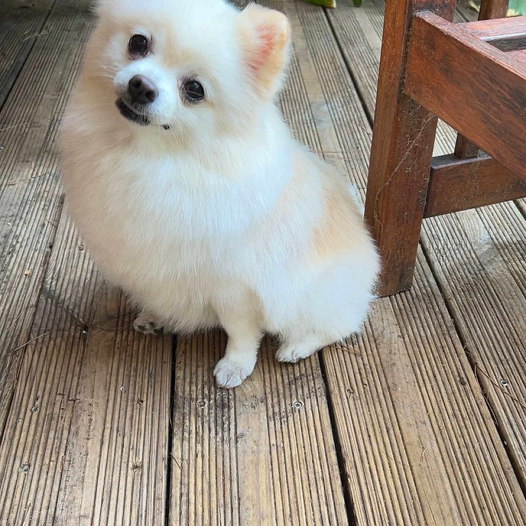 Maela participe au concours pour gagner de l'argent avec cette photo : animal, companion, cute, dog, domestic_animal, ears, face, fluffy, friendly, fur, looking_up, nature, outdoor, pet, plants, pomeranian, sitting, small_dog, wooden_chair, wooden_deck