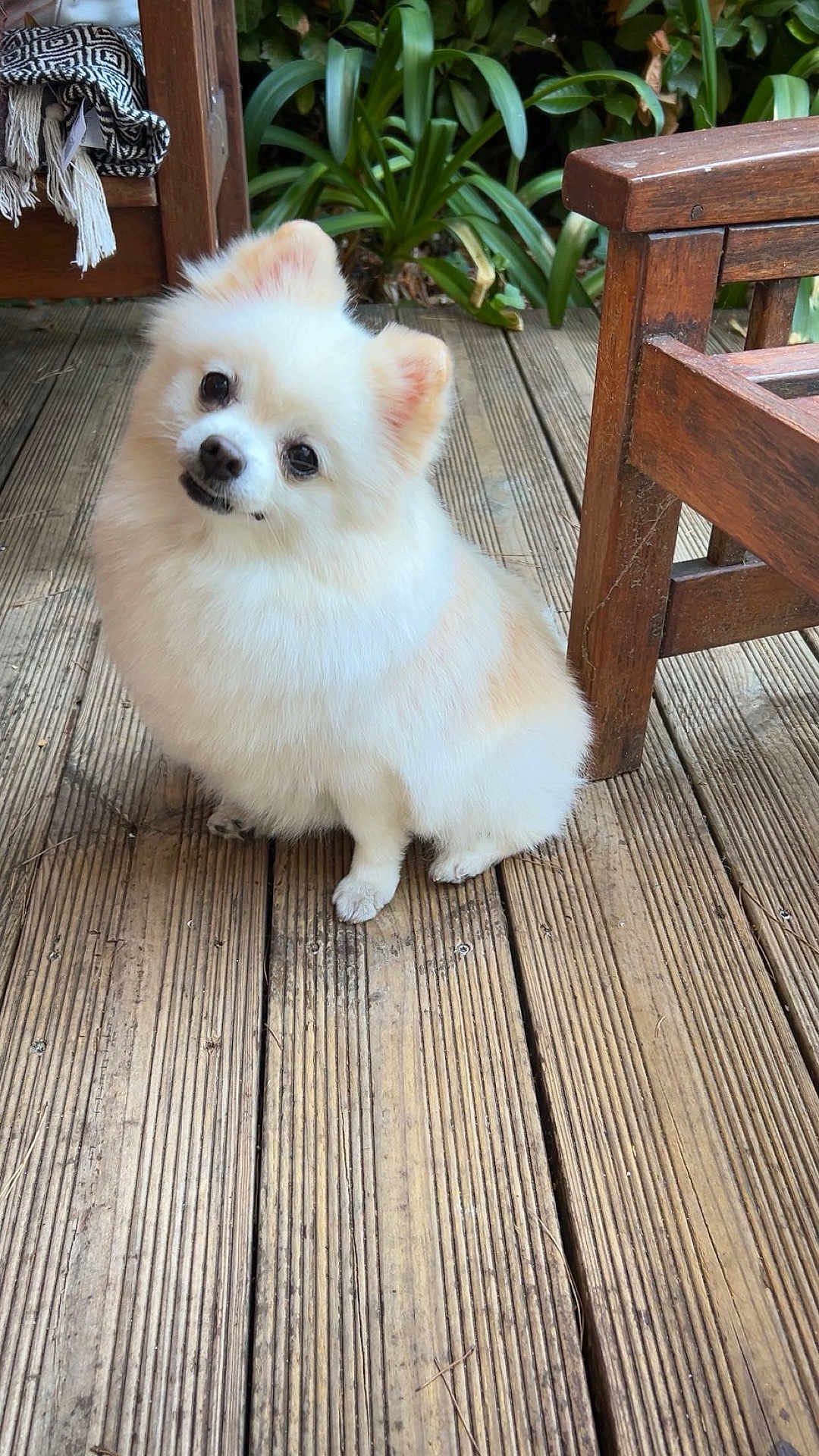 Maela participe au concours pour gagner de l'argent avec cette photo : dog, pomeranian, fluffy, pet, wooden_deck, plants, outdoor, cute, small_dog, animal, fur, face, ears, sitting, looking_up, wooden_chair, nature, companion, domestic_animal, friendly