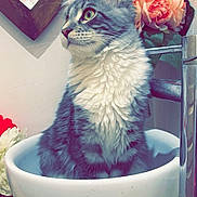 Yuki participe au concours pour gagner de l'argent avec cette photo : cat, sink, flower, mirror, bathroom, gray_cat, white_fur, green_eyes, ceramic, wooden_frame, pink_flower, reflection, indoor, pet, feline, curious, sitting, tile_floor, close_up, domestic_animal