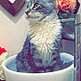 cat, sink, flower, mirror, bathroom, gray_cat, white_fur, green_eyes, ceramic, wooden_frame, pink_flower, reflection, indoor, pet, feline, curious, sitting, tile_floor, close_up, domestic_animal