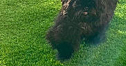 Arnold a rejoint le concours — aidez-le/la à gagner de superbes lots ! dog, black_dog, grass, lawn, outdoor, pet, animal, sunlight, green, stepping_stones, fur, curious, playful, nature, daylight, canine, backyard, fluffy, walking, summer