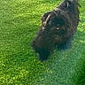 dog, black_dog, grass, lawn, outdoor, pet, animal, sunlight, green, stepping_stones, fur, curious, playful, nature, daylight, canine, backyard, fluffy, walking, summer