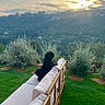 dog, outdoor, sofa, cushion, grass, sunset, landscape, hill, tree, bush, nature, pet, animal, peaceful, scenic, greenery, relaxation, garden, sunlight, sky