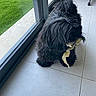 dog, black_dog, pet, indoor, tile_floor, glass_door, green_grass, bone, chew_toy, fur, animal, window, daylight, house, domestic, canine, playing, floor, side_view, long_hair