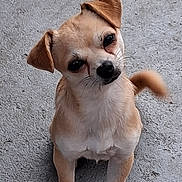 Peanut is registered to the contest to win money with this photo: dog, small_dog, tan_dog, pet, canine, curious, head_tilt, outdoor, paw, tail, whiskers, sitting, close_up, animal, companion, cute, fur, ears, black_nose, ground
