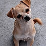 dog, small_dog, tan_dog, pet, canine, curious, head_tilt, outdoor, paw, tail, whiskers, sitting, close_up, animal, companion, cute, fur, ears, black_nose, ground