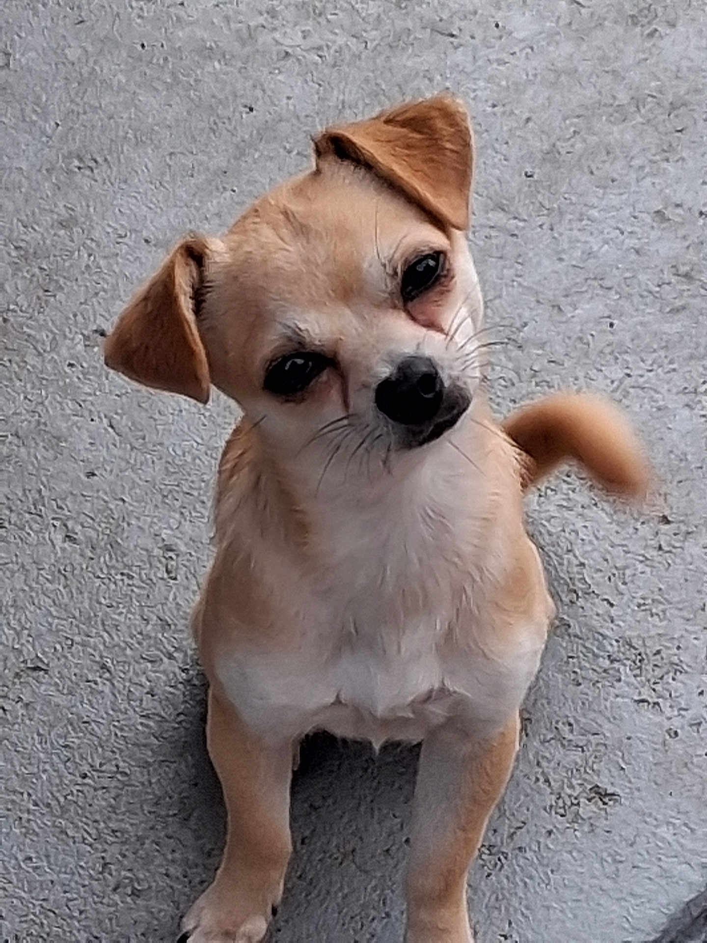 Peanut