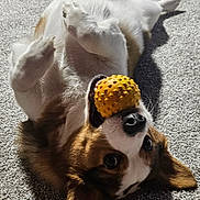 Kiba is registered to the contest to win money with this photo: animal, ball, brown, canine, carpet, cute, dog, ears, fur, happy, indoor, lying_down, mouth, nose, pet, playful, relaxed, shadow, toy, white