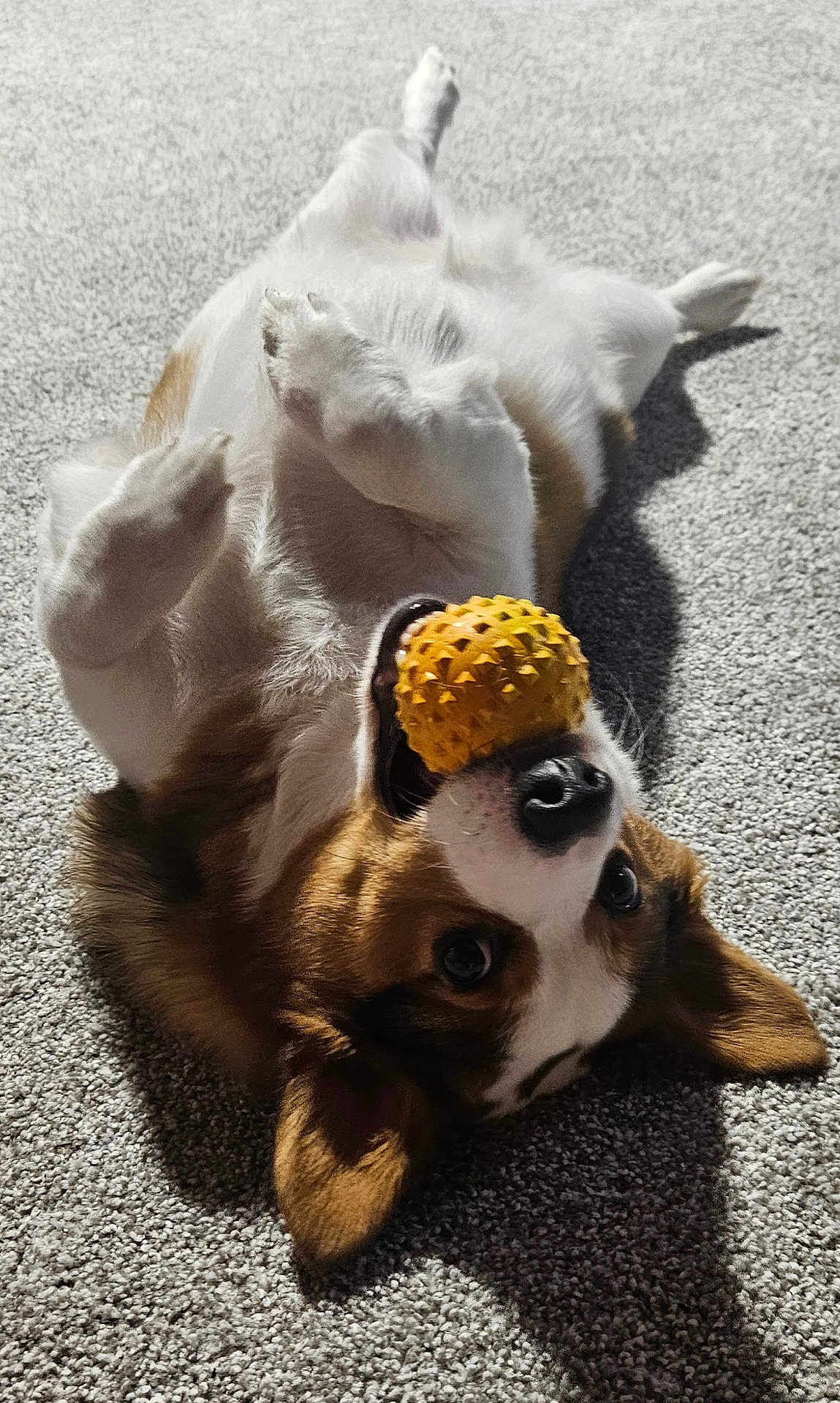 Kiba