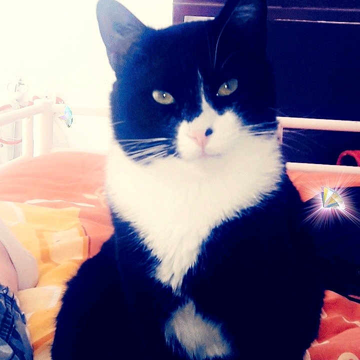 Felix