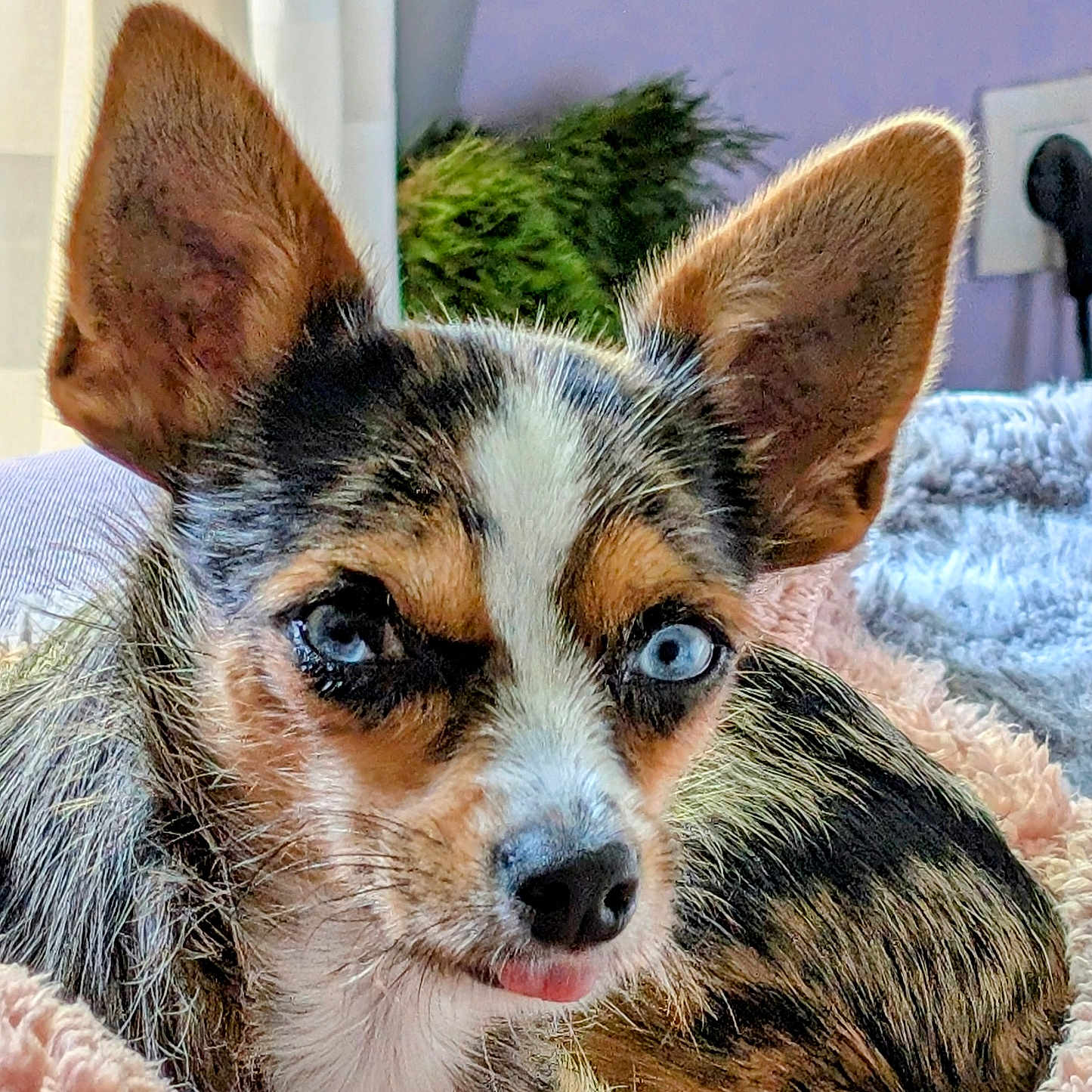 Chanel a rejoint le concours — aidez-le/la à gagner de superbes lots ! animal, bed, bedroom, blanket, bodypart, canine, chihuahua, cockerspaniel, couch, dog, furniture, hound, indoors, papillon, person, pet, puppy, room, snout, terrier