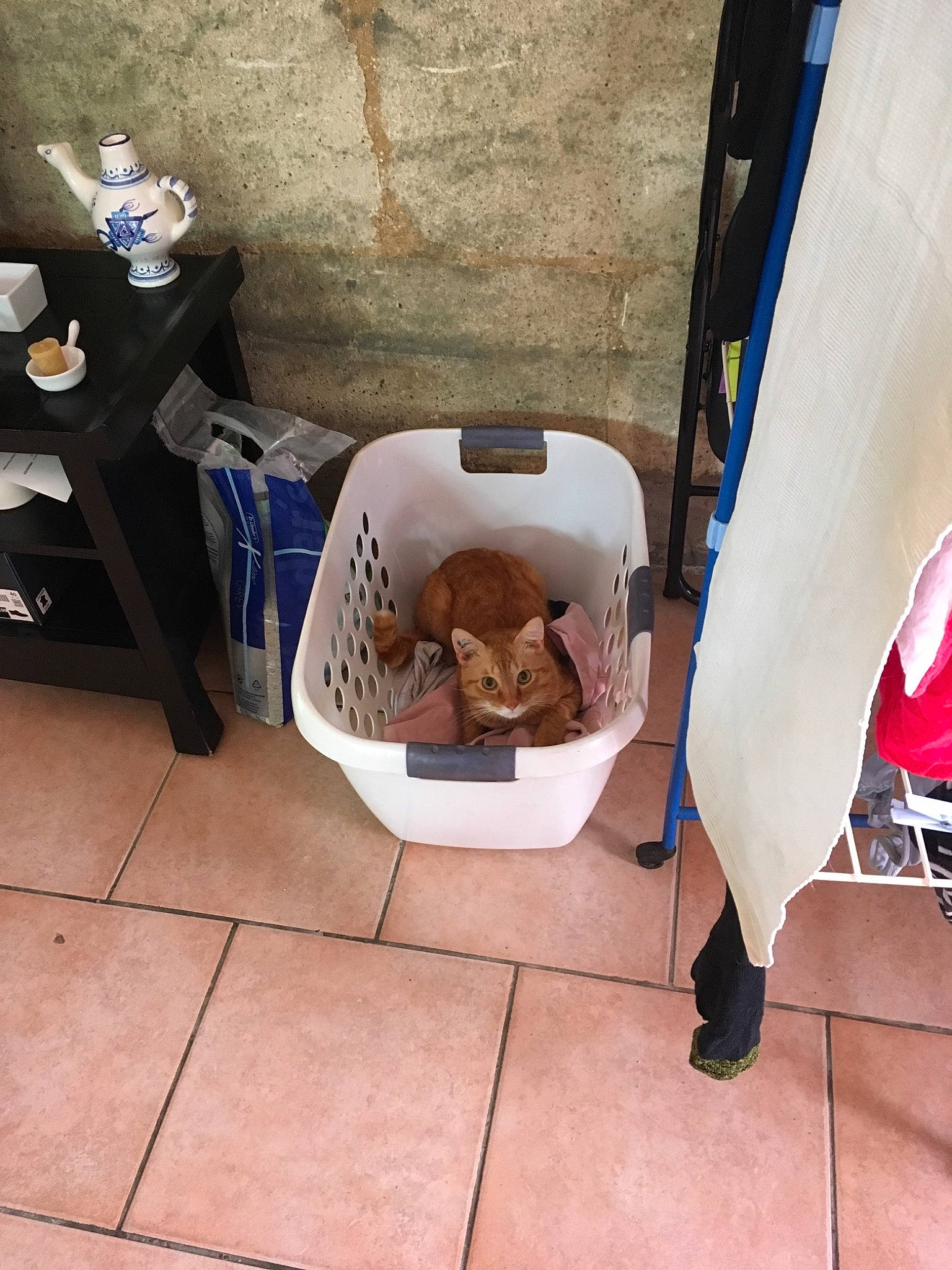 Roocky participe au concours pour gagner de l'argent avec cette photo : canidae, carnivore, cat, felidae, floor, flooring, kitten, leg, non_sporting_group, puppy, small_to_medium_sized_cats, toy_dog