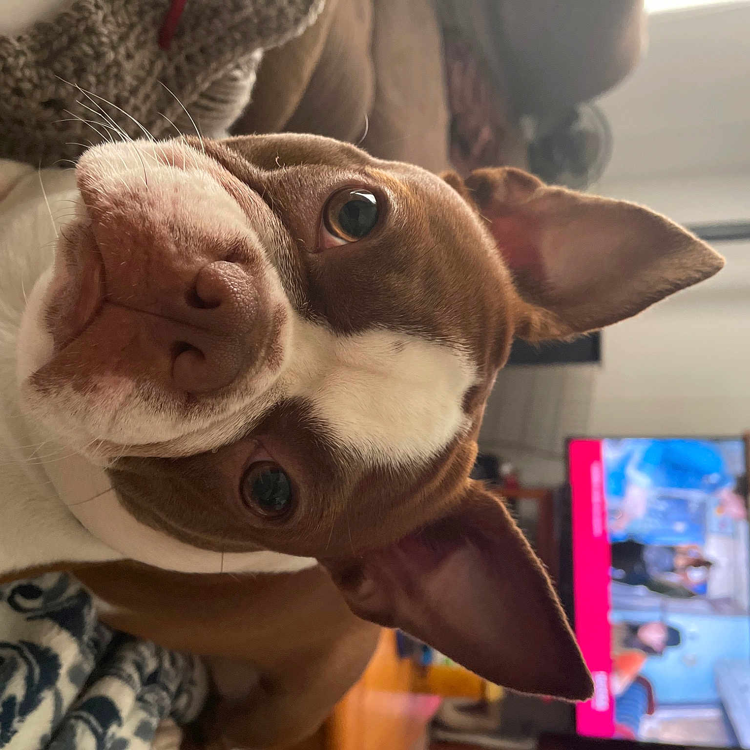 Brandy joined the competition — help win amazing prizes! carnivore, companion_dog, dog, dog_breed, ear, eyewear, fawn, fun, fur, jaw, personal_protective_equipment, picture_frame, plush, selfie, snout, stuffed_toy, toy, whiskers, working_animal, wrinkle