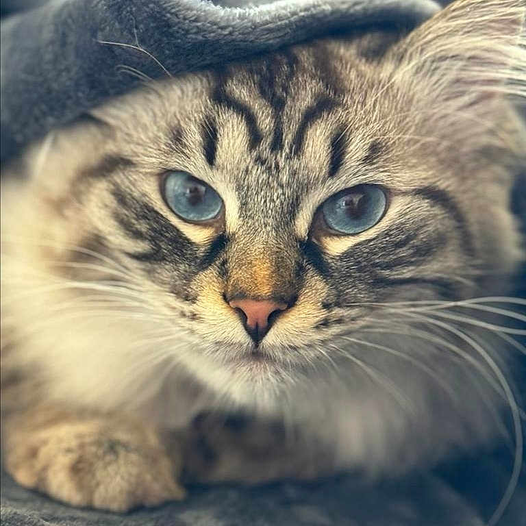 Titeuf participe au concours pour gagner de l'argent avec cette photo : animal, blanket, blue_eyes, cat, close_up, cozy, cute, face, feline, fluffy, fur, indoor, pet, portrait, relaxed, resting, soft_texture, tabby, warmth, whiskers