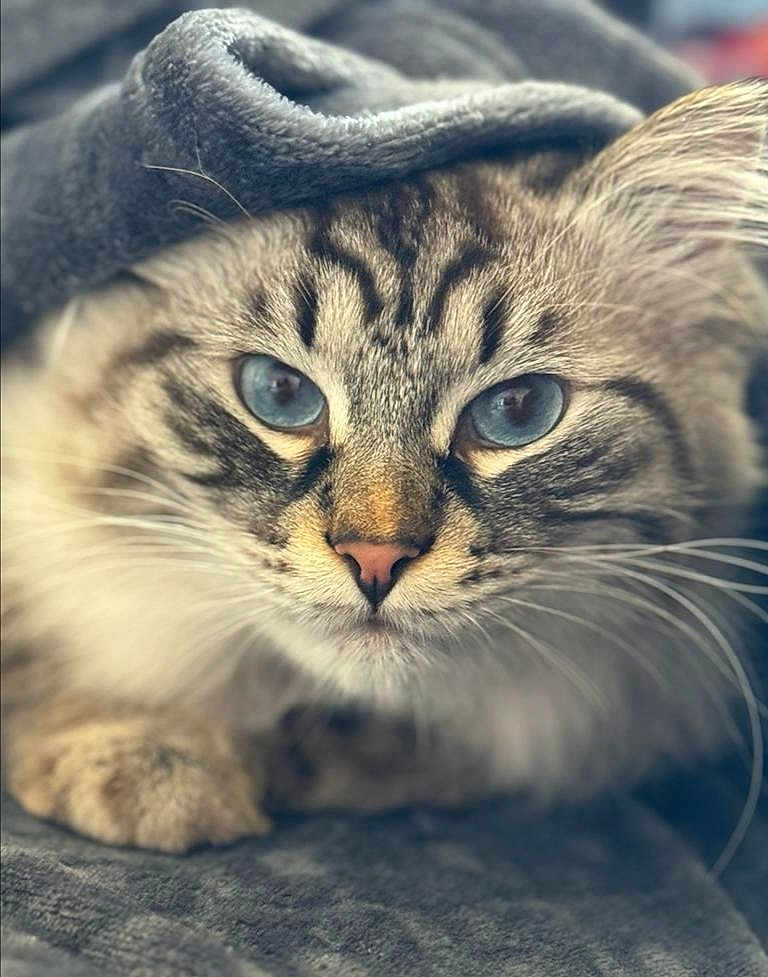 Titeuf participe au concours pour gagner de l'argent avec cette photo : cat, tabby, blue_eyes, close_up, fluffy, blanket, cozy, fur, whiskers, pet, animal, cute, indoor, resting, soft_texture, portrait, face, feline, warmth, relaxed