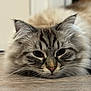 cat, fluffy, lying_down, floor, close_up, face, fur, whiskers, ears, pet, domestic_animal, indoor, wood_floor, tabby, striped, relaxed, cute, animal, feline, resting