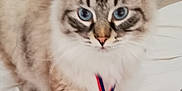 Titeuf participe au concours pour gagner de l'argent avec cette photo : cat, blue_eyes, medal, bed, striped_fur, fluffy, pet, indoor, animal, feline, close_up, collar, award, domestic_cat, fur, whiskers, cute, soft, sleeping_area, young_cat