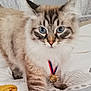 cat, blue_eyes, medal, bed, striped_fur, fluffy, pet, indoor, animal, feline, close_up, collar, award, domestic_cat, fur, whiskers, cute, soft, sleeping_area, young_cat