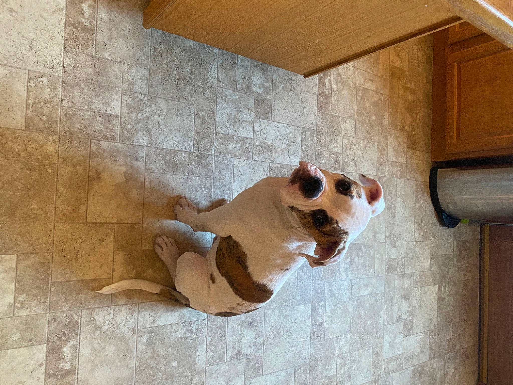 Montu joined the competition — help win amazing prizes! art, building, building_material, carnivore, ceiling, companion_dog, composite_material, dog, dog_breed, fawn, floor, flooring, hardwood, house, plaster, plywood, snout, stairs, wood, working_animal