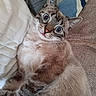Saphir participe au concours pour gagner de l'argent avec cette photo : animal, bed, blanket, cat, close_up, cozy, cute, domestic, ears, feline, fur, indoor, looking_up, mammal, pet, pillow, resting, tabby, whiskers, wide_eyes