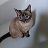 Saphir a rejoint le concours — aidez-le/la à gagner de superbes lots ! animal, bathtub, blue_eyes, cat, close_up, curious, cute, domestic, ears, feline, fur, indoor, looking_up, pet, shadow, siamese_cat, sitting, tail, whiskers, white_background