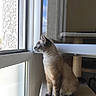 animal, blue_eyes, cat, cat_tree, cozy, curious, daylight, feline, fur, home, indoor, looking_out, natural_light, pet, profile, quiet, resting, siamese_cat, sitting, window