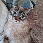 Saphir a rejoint le concours — aidez-le/la à gagner de superbes lots ! animal, blanket, blue_eyes, cat, closeup, cozy, cushion, cute, ears, feline, fur, indoor, lying_down, mammal, pet, portrait, relaxed, soft, texture, whiskers