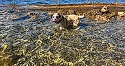 Noki participe au concours pour gagner de l'argent avec cette photo : dog, water, lake, shoreline, rocks, pebbles, outdoor, sunny, daylight, swimming, wet, tongue, collar, leash, railing, boats, landscape, nature, travel, seaside